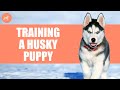 How to Train a Husky Puppy? (6 Simple Steps)