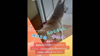 #動物保護団体ヨンナナ#保護活動#保護犬#里親募集#里親募集中#殺処分ゼロを目指して#譲渡会#徳島県#徳島市#保護犬のいる暮らし #保護犬を家族に