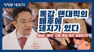 제84강:독감 팬대믹 배후에 돼지가 있다?(feat. 돼지! 신종 독감 제조 공장인가?)