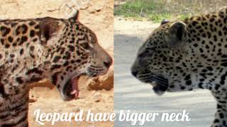 Persian Leopard vs Panatanal jaguar