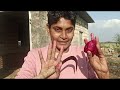 વાડી ના તાજા શાકભાજી🍠 vadina taja sakbhaji🍠 villagevlogs gujrativlog sakbhaji gavkimoj gir