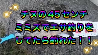 クロダイの45センチ！！激流にミミズをぶち込んでエサ釣りしてたら釣れました！ #fishing #チヌ#黒鯛#クロダイ#キビレ#エサ釣り