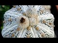 Astrophytum random pic #plants  #cactus  #succulent