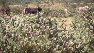 Invasive Africa: Opuntia