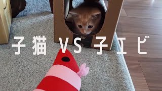 子猫を『けりぐるみ　子エビ』で遊ばせてみた