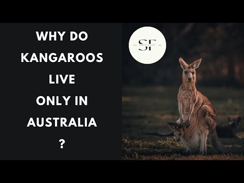 How long have kangaroos been in Australia?