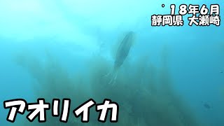 アオリイカ産卵（’１８年６月　静岡県大瀬崎）