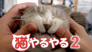 猫やるやる2