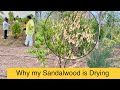 How We can save Sandalwood from Drying - Darvi Group experience - Farm Visit,