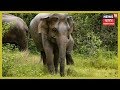 Human-Elephant Conflict Continues To Grow In Numoligarh