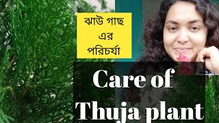 Care of thuja plant....  ঝাউগাছ এর যত্ন ও পরিচর্যা