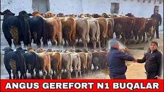 ANGUS SEMENTAL GERWFORT BUQALARNI N 1 🌟👍