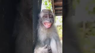 funny monkey / subscribe my channel #monkey #funny #shorts