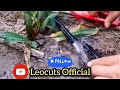 Agriculture Tricks | Agriculture Tips | Leocuts Official | Drip