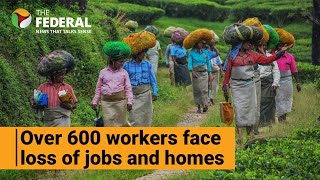 Manjolai tea estate workers appeal to TN govt to take over plantation | The Federal