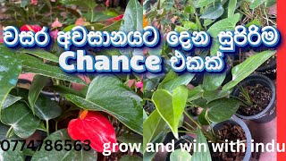 වසර අවසානයට දෙන සුපිරිම වාසියක්2024/12/16(sold)