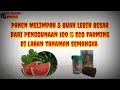 Lahan Tanaman Semangka Yg Memakai 100% Eco Farming Tanpa Tambahan Pupuk Lain Dengan Hasil Melimpah