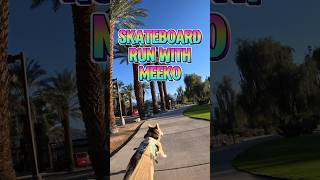 Skateboard run with Meeko the Husky who loves it fast and furious. #shorts #youtubedogs #husky #gsd