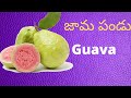 fruits names తెలుగు u0026 ఇంగ్లీష్ లో . అన్ని రకాల పండ్లు పేర్లు .