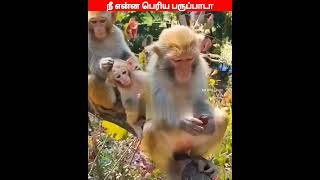 😂🐕🐈 நைனா எங்க அத காட்டு....😂🐕#comedyvideos#viral #trending #funnyanimal #videos