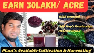 ACAI BERRY FARMING Hindi/Earn 30 lakh/Acre/Acai berry Cultivation \u0026 Harvesting/Acai berry krishigold