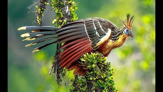 The Hoatzin