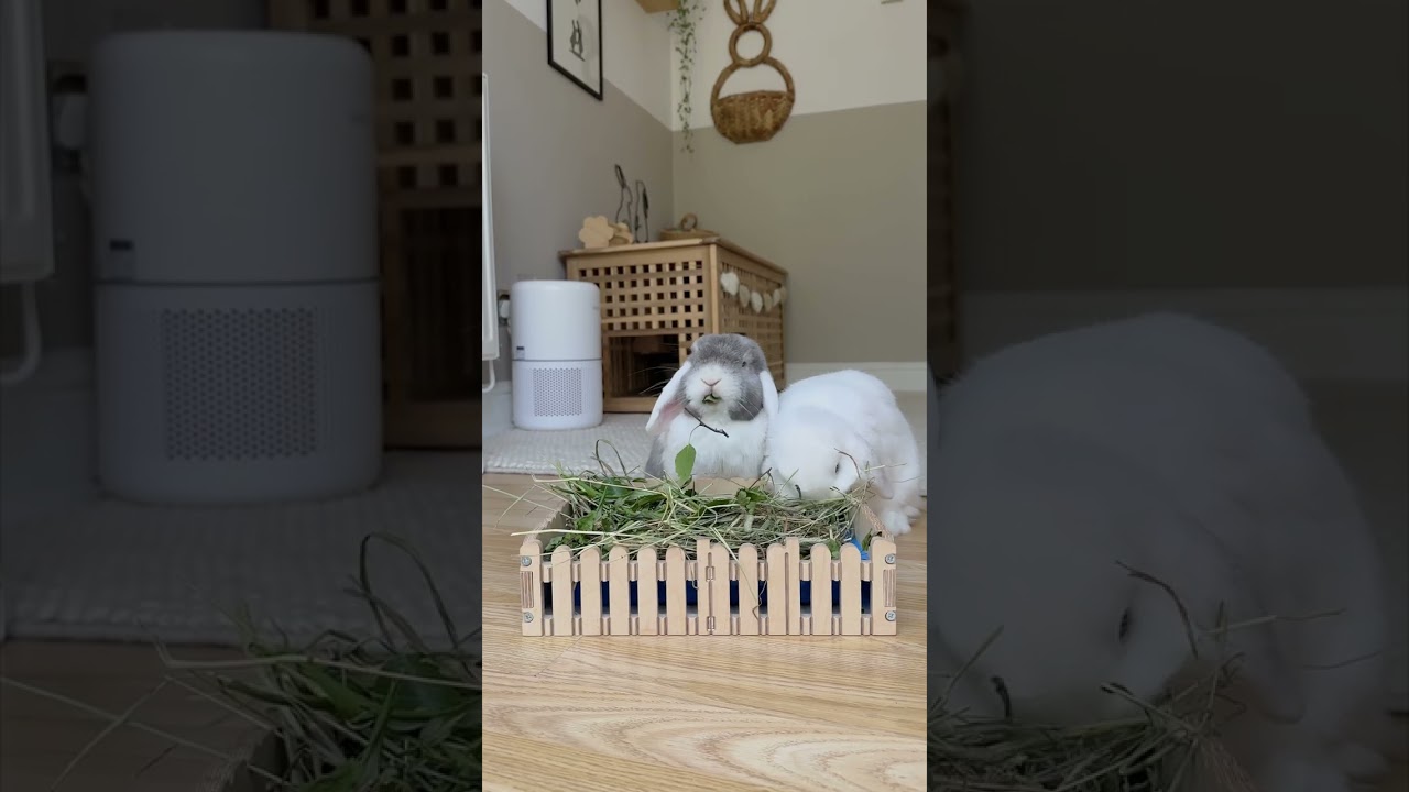 Forage Box Friday Enrichment For Small Pets Natural Foraging For