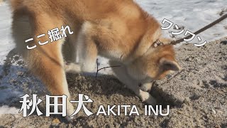 秋田犬の「ここ掘れワンワン」