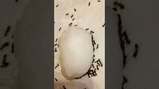 எறும்பு 🐜 தொல்லையை சமாளிக்க 3 எளிய டிப்ஸ்