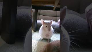 【チンチラ】部屋んぽ前の準備運動 #shorts #かわいい #chinchilla #部屋んぽ