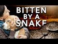 Help! My dog was bitten by a snake