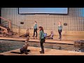 Cute Sea Lion Show/Aquarium/Mystic Aquarium/A lifetime experience