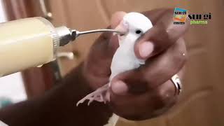 Hand Feeding of Pet Birds with steel curved nozzle || how to feed a bird with Hand