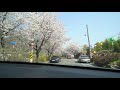 경남 하동 십리벚꽃길 드라이브 hadong s sipri cherry blossom road drive korea 4k