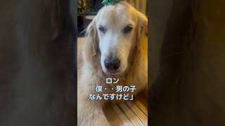 愛犬ロン【今年を締めくくりロンから一言】 #dog #ロン#goldenretriever＃犬＃ゴールデンレトリバー＃大型犬