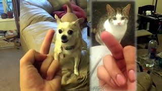 Cats and Dogs Really Hate Being Flipped Off - Dog and Cat Reaction