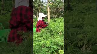 “Climbing Wattle” at Onlung Chen Island.