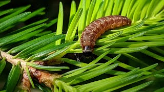 Understanding the impact of a Spruce Budworm outbreak