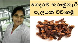 ගෙදරම කරාඹුනැටි පැලයක් වවාගමු - How to grow clove plant at home