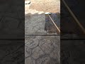 wet look sealer on stamped concrete