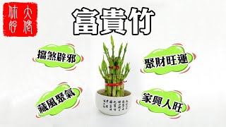 【植物風水】富貴竹擺放宜忌，擺在這7處，招財招吉祥！家業興隆#大佬你好啊