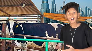 Bought a Cow in Dubai Bakra Mandi?🐄😍
