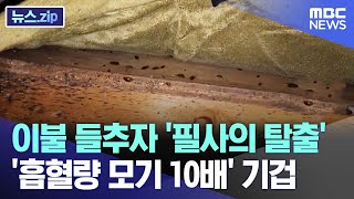 이불 들추자 '필사의 탈출' '흡혈량 모기 10배' 기겁 [뉴스.zip/MBC뉴스]