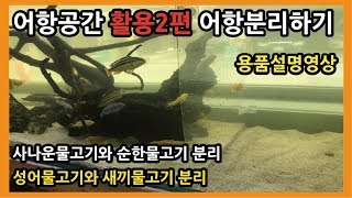 어항공간활용2편 어항칸막이 - 열대어의 분리- 열대어박사-물생활