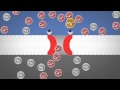 Neuroscience - Long-Term Potentiation Neuroscience - Long-Term Potentiation