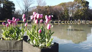 上野公園。噴水と花壇