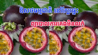 ឱសថធម្មជាតិ ព្យាបាល ការគេងមិនលក់