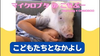 マイクロブタこもぶー　なかよし　#micropig #piggy