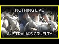 Nothing Like Australia's Cruelty