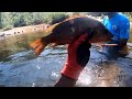 ശുദ്ധജലത്തിലെ ചെമ്പല്ലിയെ കണ്ടിട്ടുണ്ടോ..... spearfishingkerala